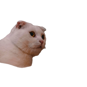 A White Scottish Fold Cat Sitting Next To White Lilies Indoors, Soft Lighting. 15406 - Cat PNG image with transparent background
